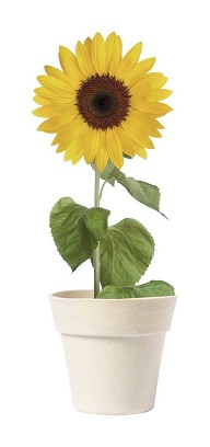 Tumil flower pot